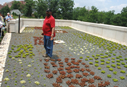 N.I.H. Gateway Center's green roof in Bethesda, Maryland.